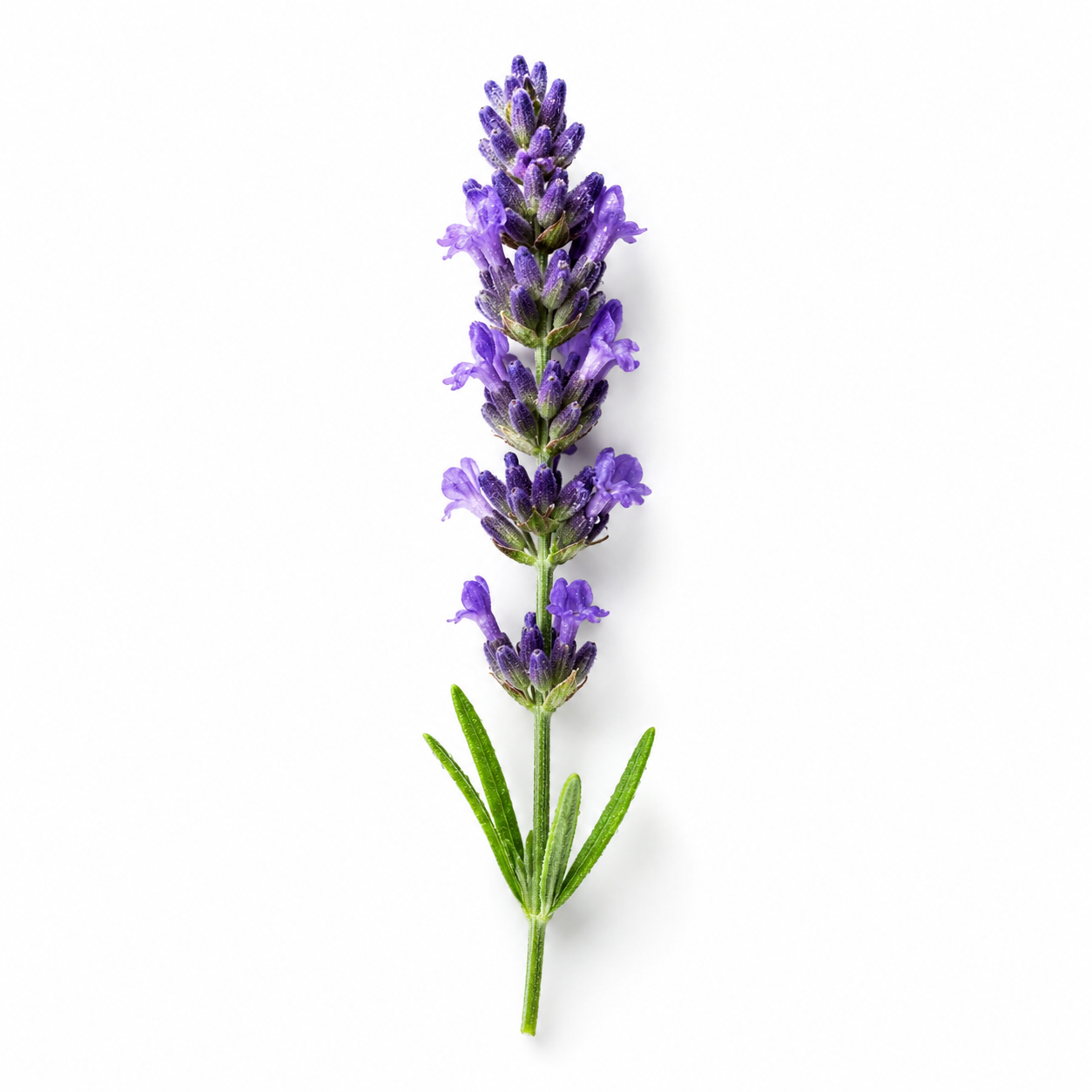 Lavender flower on a white background