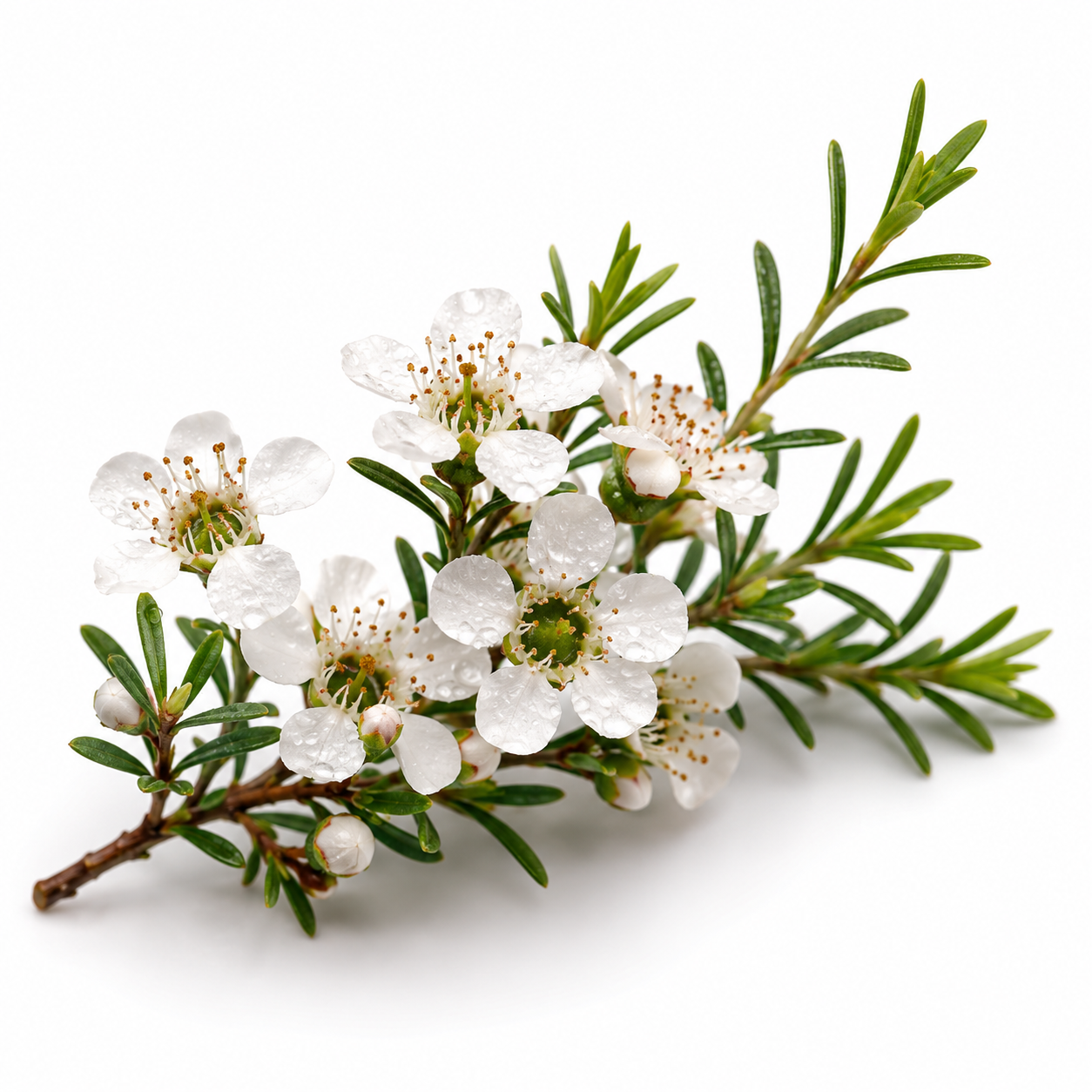 Branch of white flowers with green leaves on a white background