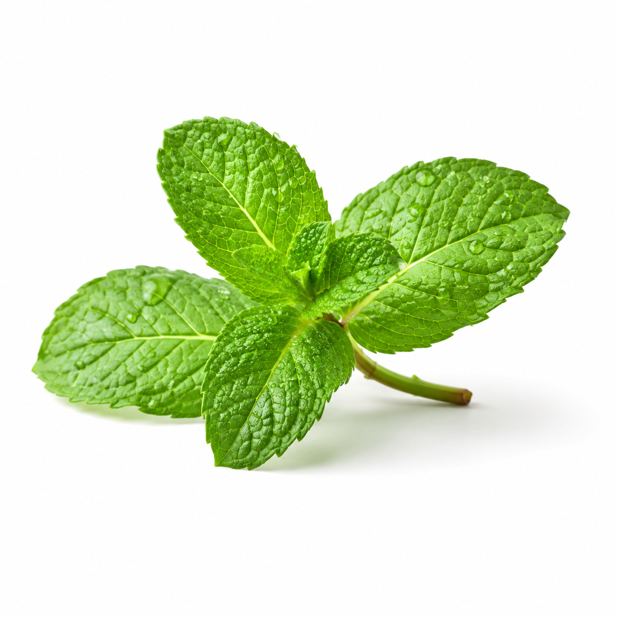Fresh green mint leaves on a white background